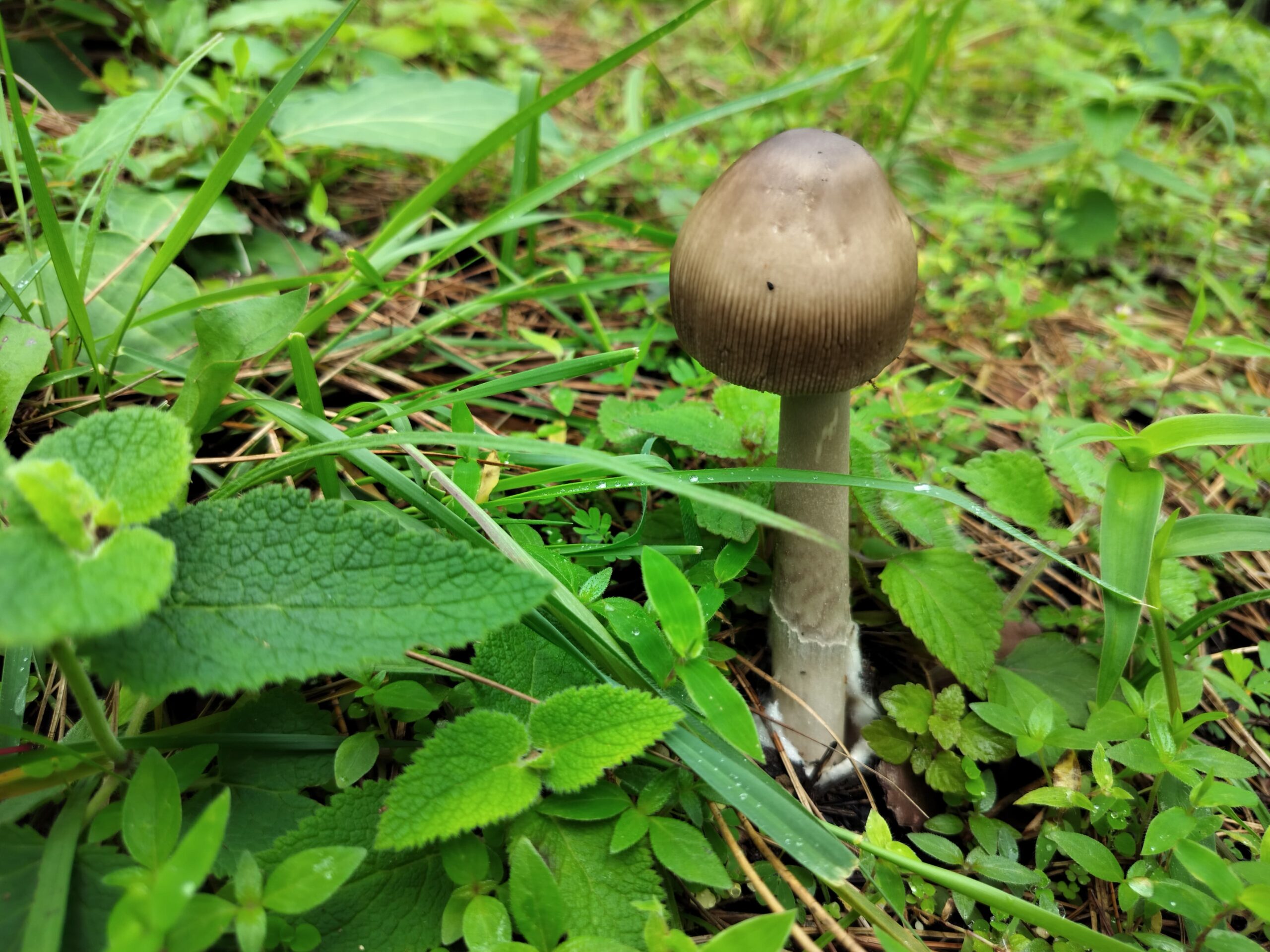 pahadi mushroom