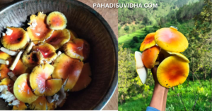 Pahadi Mushroom