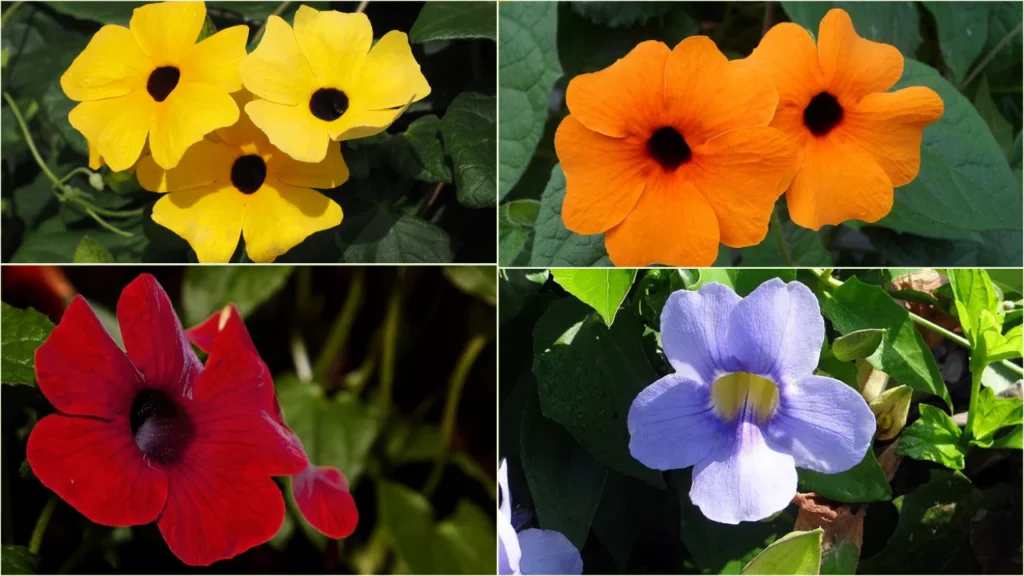 Thunbergia (Bengal Clock Vine)