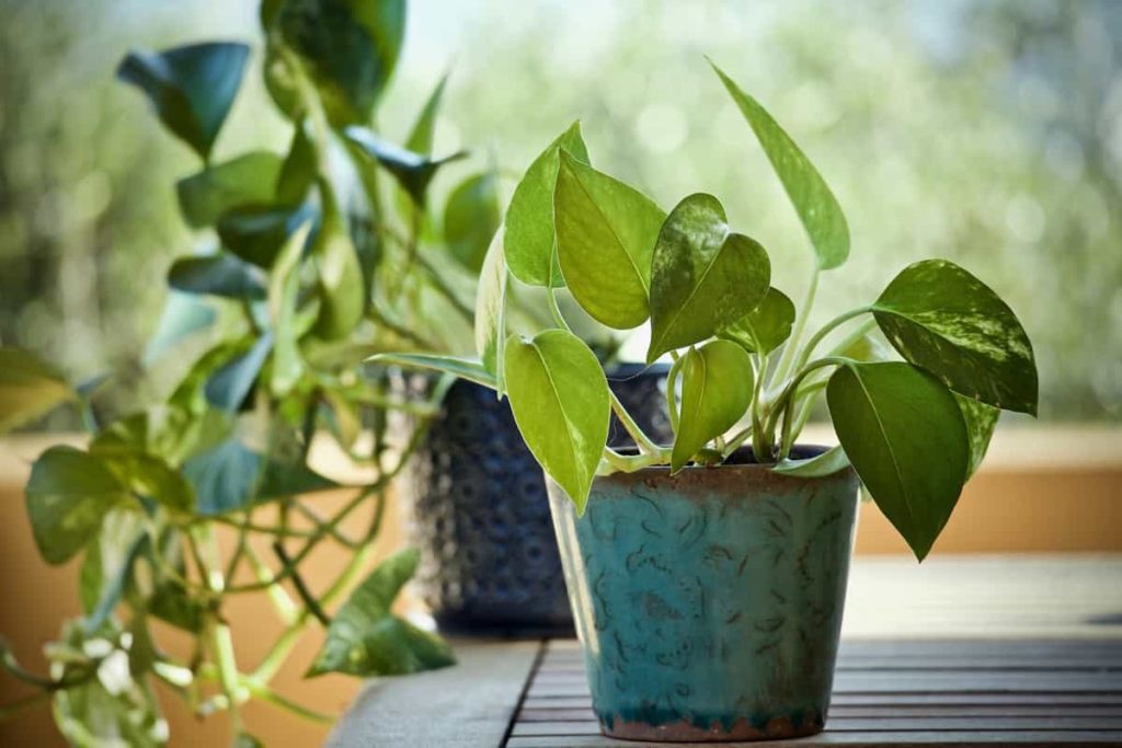 Devil’s Ivy (Money Plant)