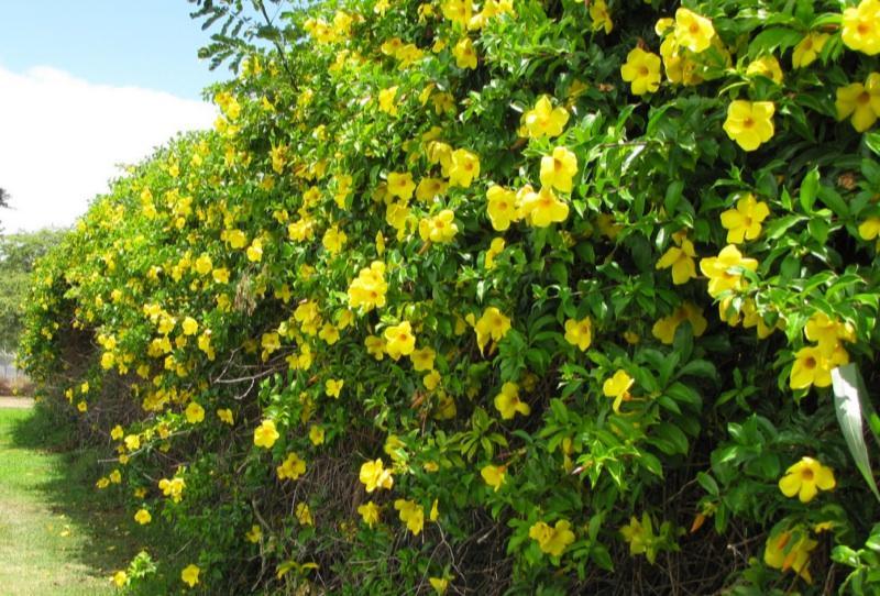 Allamanda (Golden Trumpet Vine)