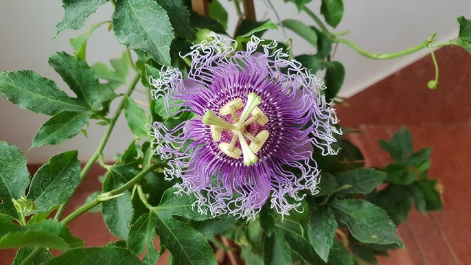 Rakhi Bel (Passionflower Vine)