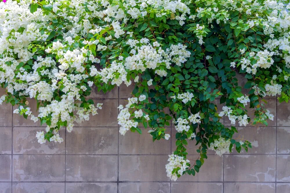 Climber Plants in India