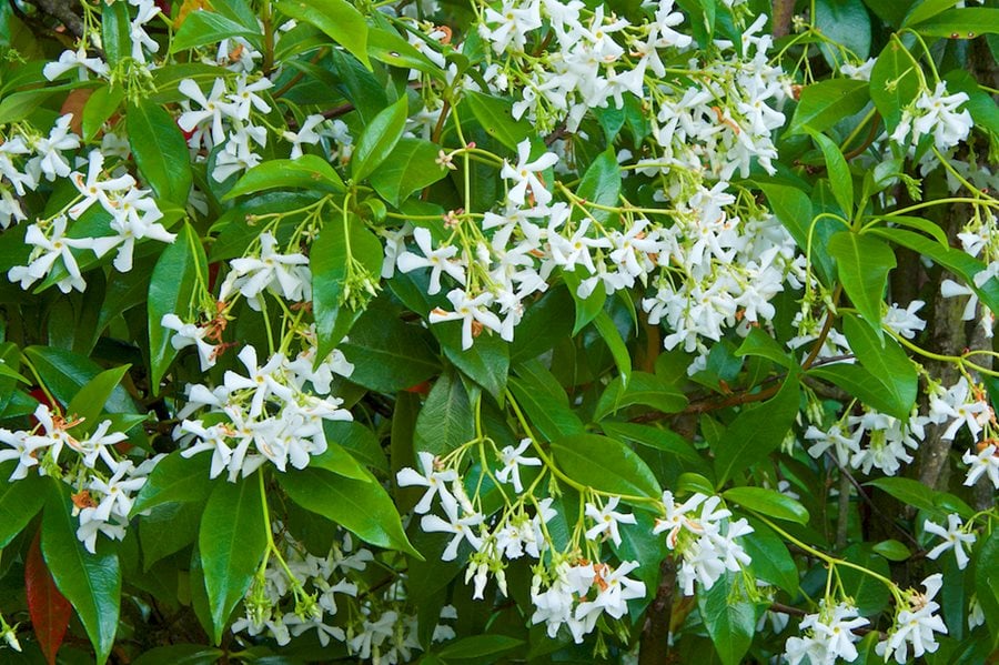 Star Jasmine