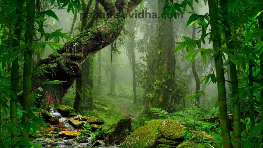 Jim Corbett National Park