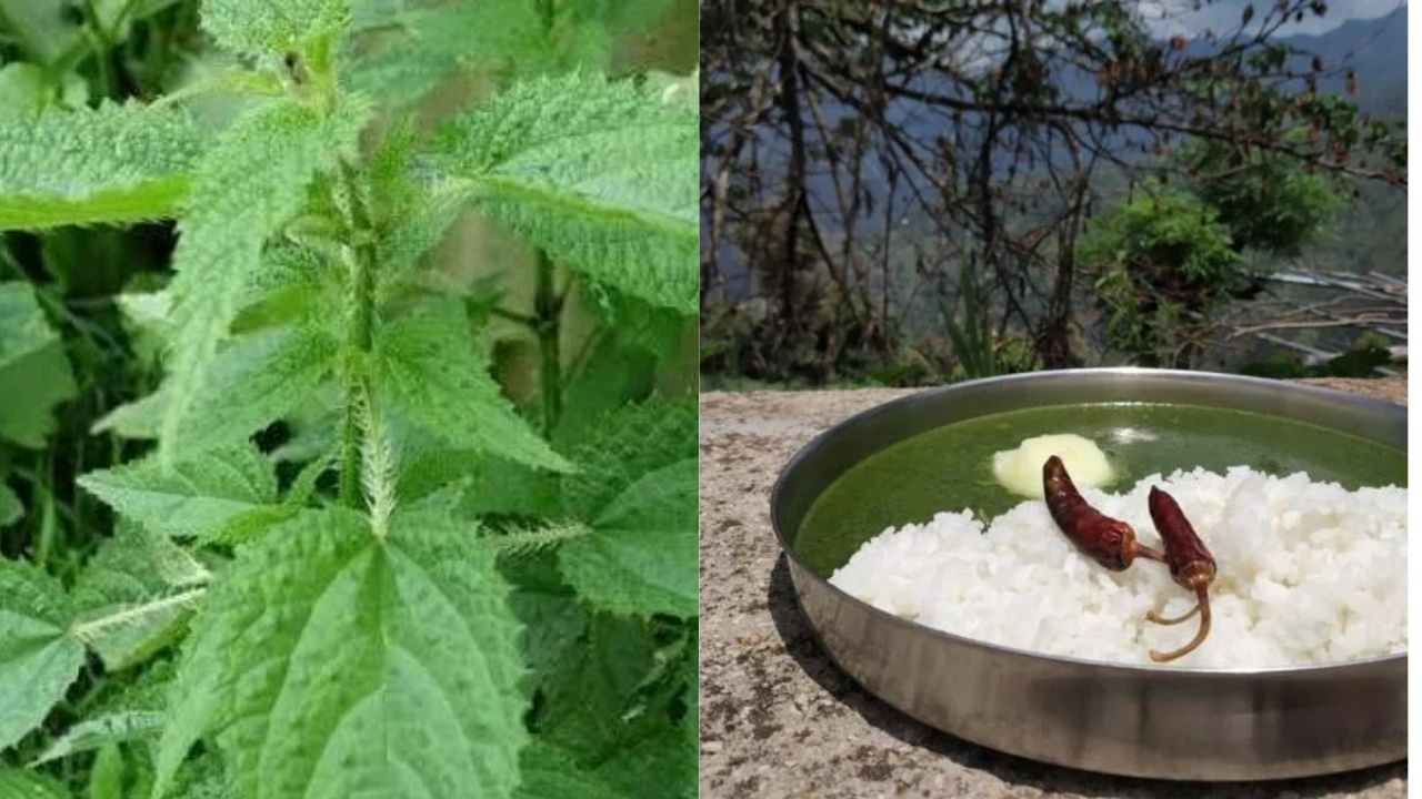 Kandali Ka Saag