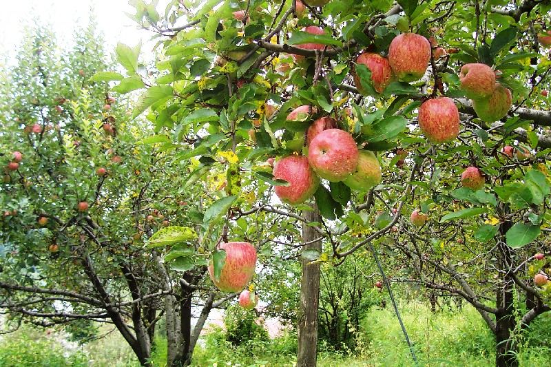 Arunachal Pradesh apple