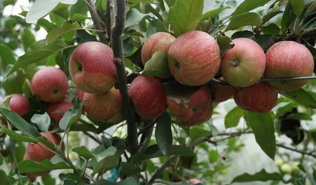 Uttarakhand apple