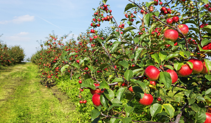 himachal pradesh apple