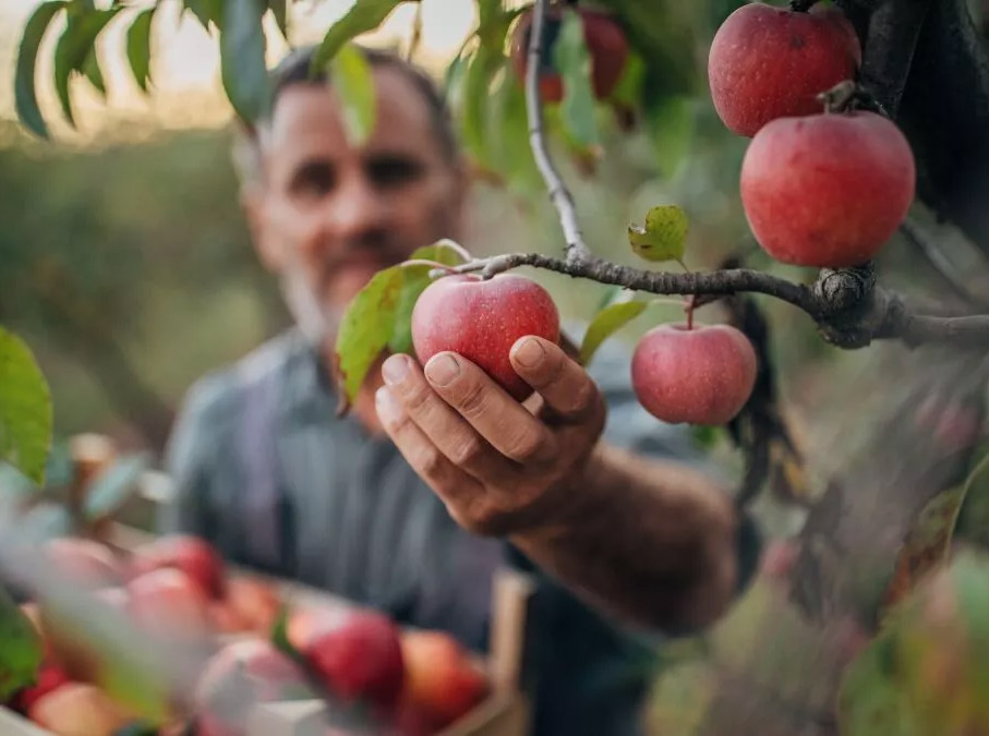 Jammu and Kashmir (J&K) apple