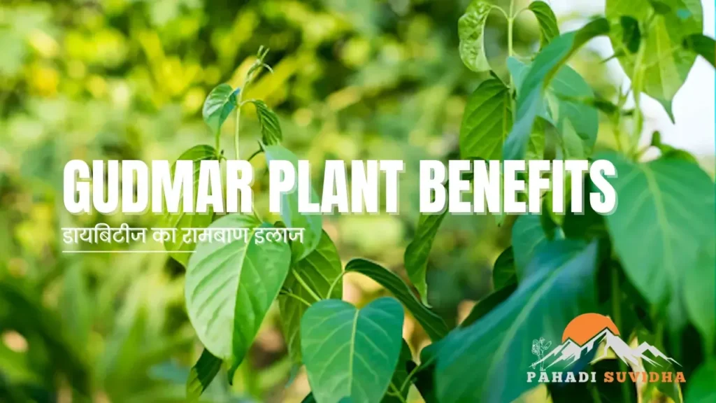 Gudmar plant benefits in Hindi