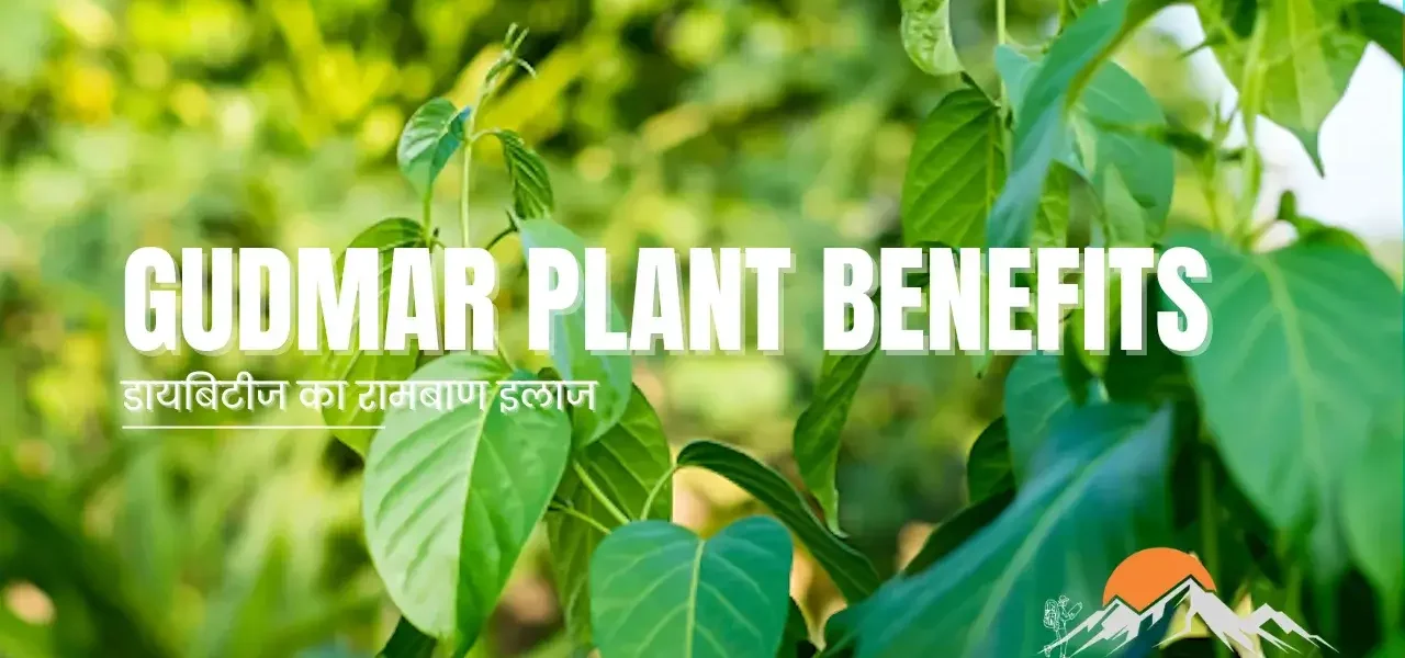 Gudmar plant benefits in Hindi